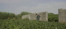 در سایه سار درخت