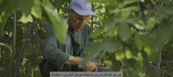 در سایه سار درخت