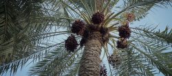 راه قلن بر
